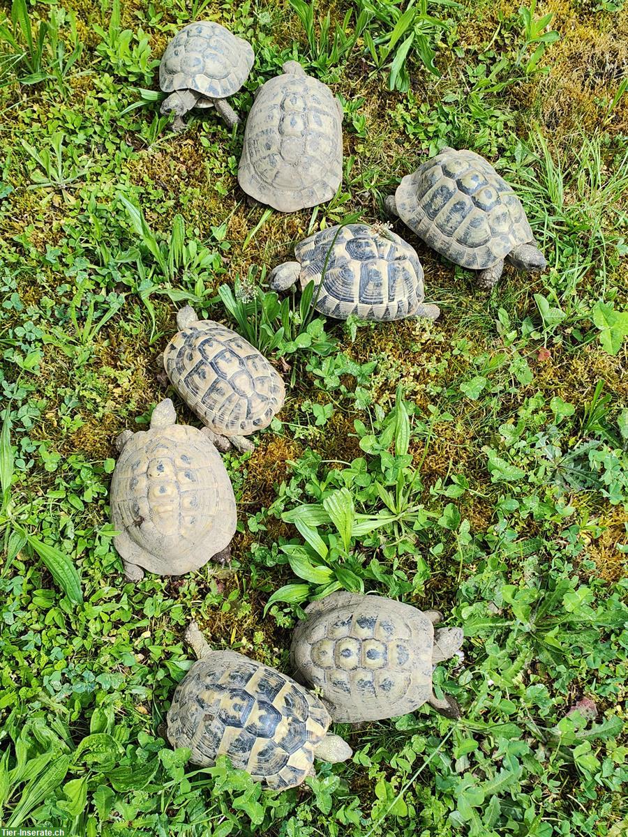 Griechische Landschildkröten, 10-jährig abzugeben