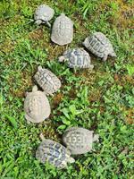 Griechische Landschildkröten, 10-jährig abzugeben