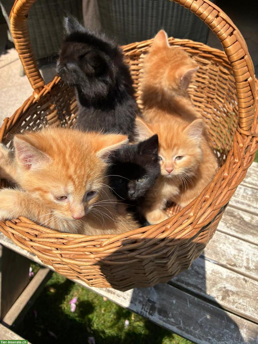 Junge Katzen suchen liebes Zuhause