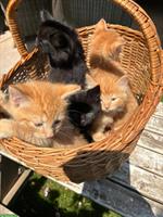 Junge Katzen suchen liebes Zuhause