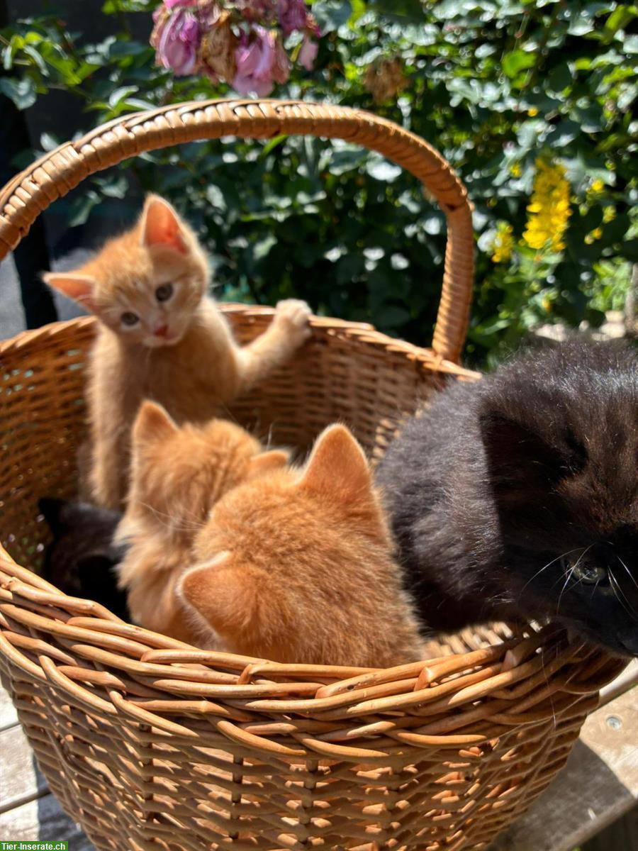 Bild 2: Junge Katzen suchen liebes Zuhause