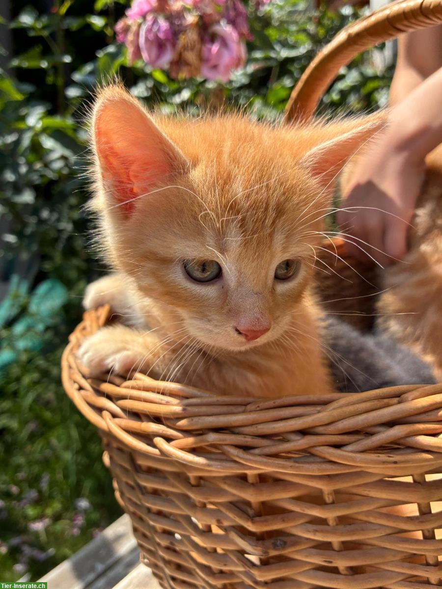 Bild 3: Junge Katzen suchen liebes Zuhause