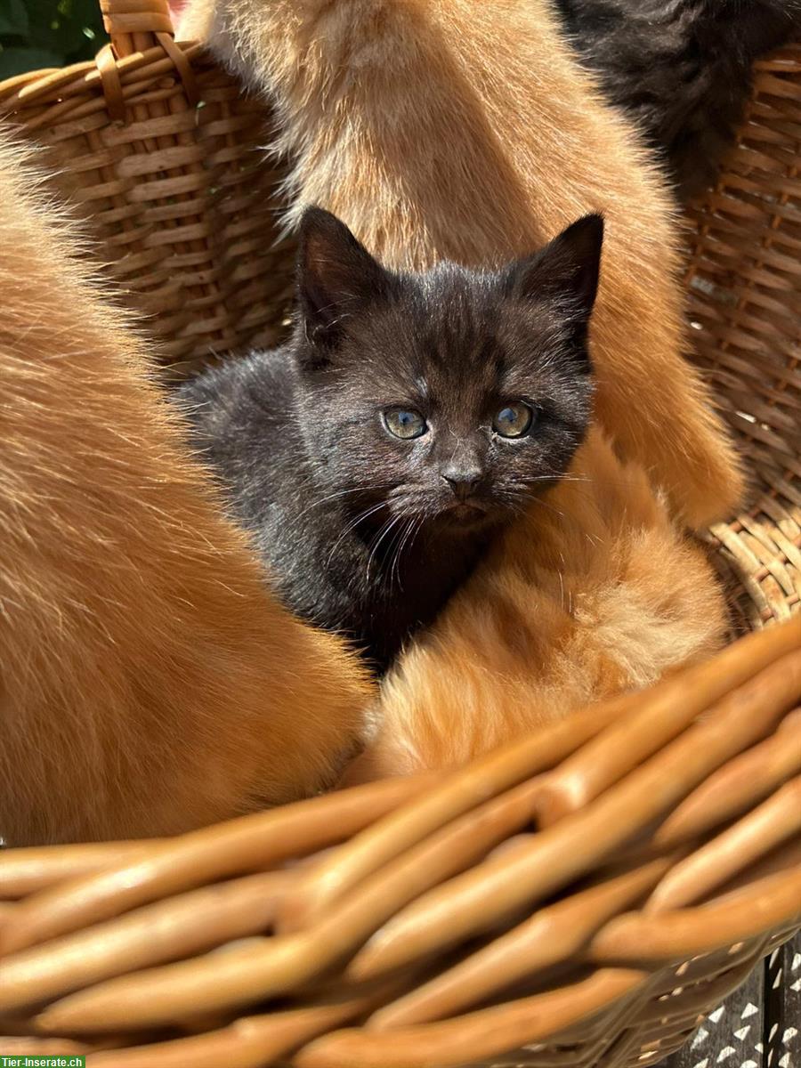 Bild 4: Junge Katzen suchen liebes Zuhause
