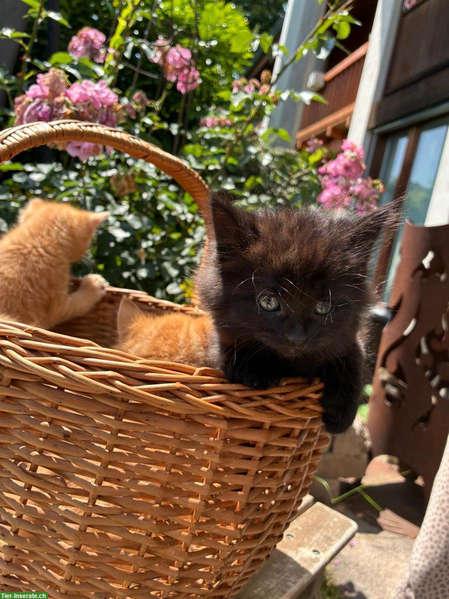 Bild 5: Junge Katzen suchen liebes Zuhause