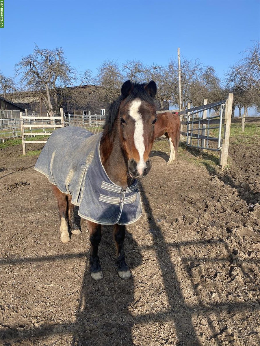 Biete Top Pony ans Futter