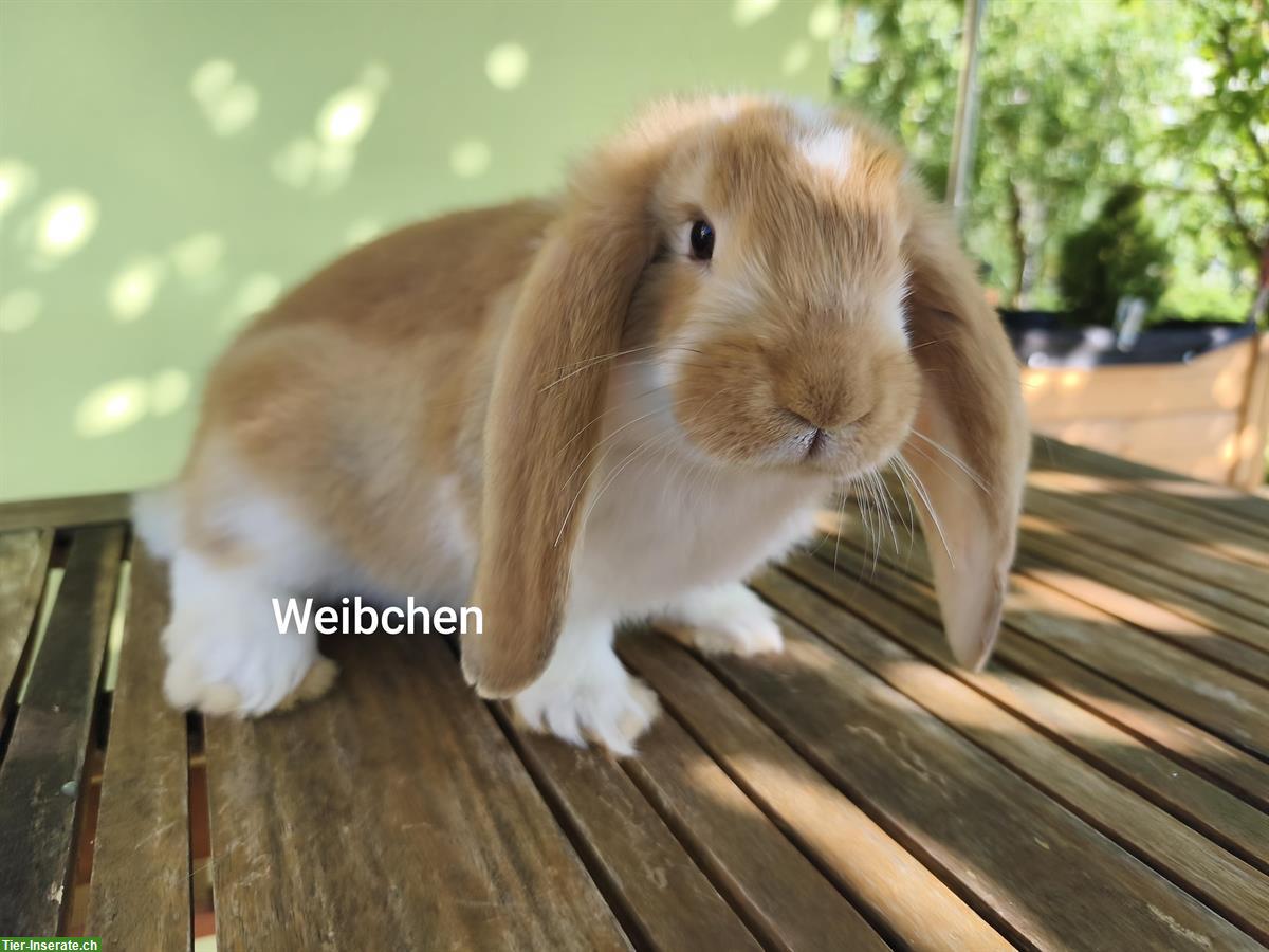 Deutsche Widder Kaninchen abzugeben