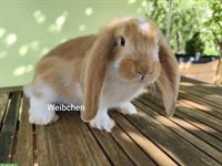 Deutsche Widder Kaninchen abzugeben