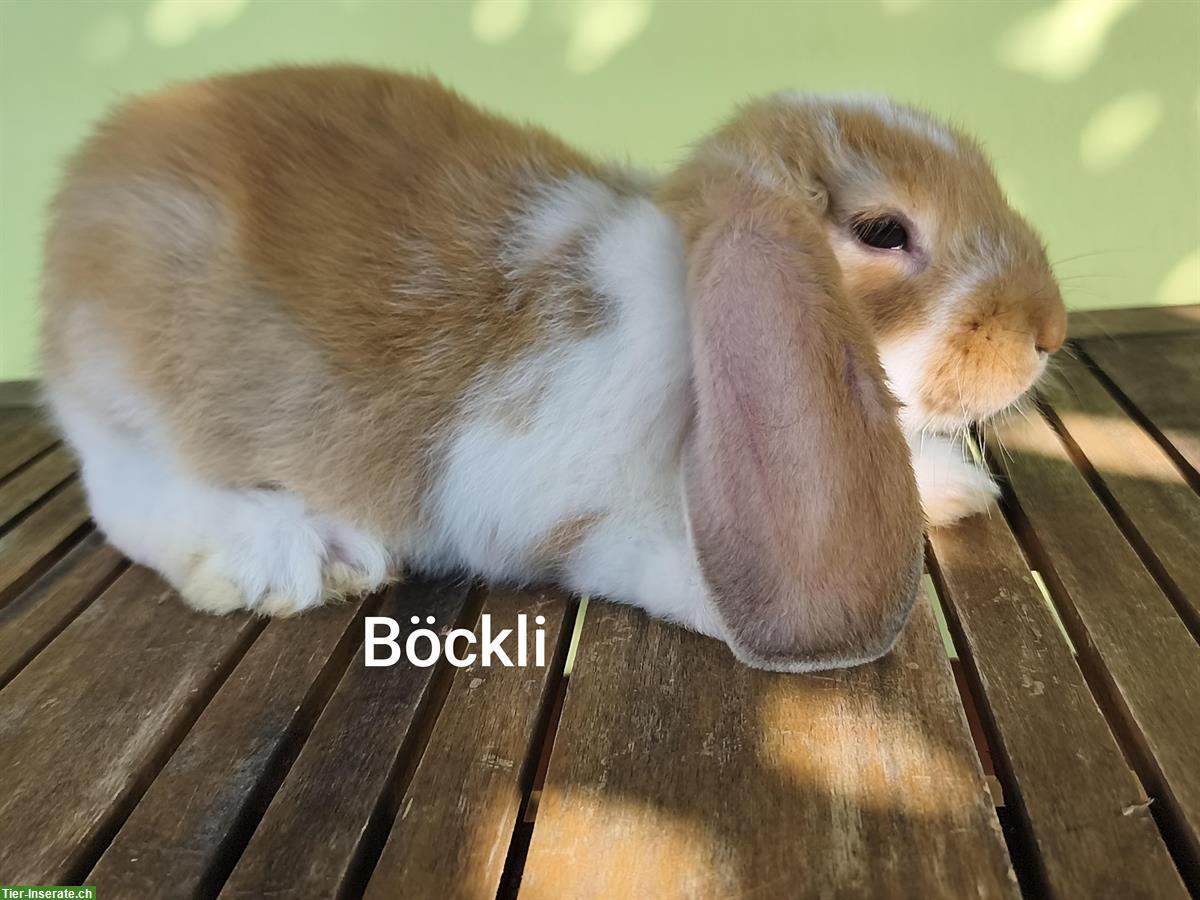 Bild 3: Deutsche Widder Kaninchen abzugeben