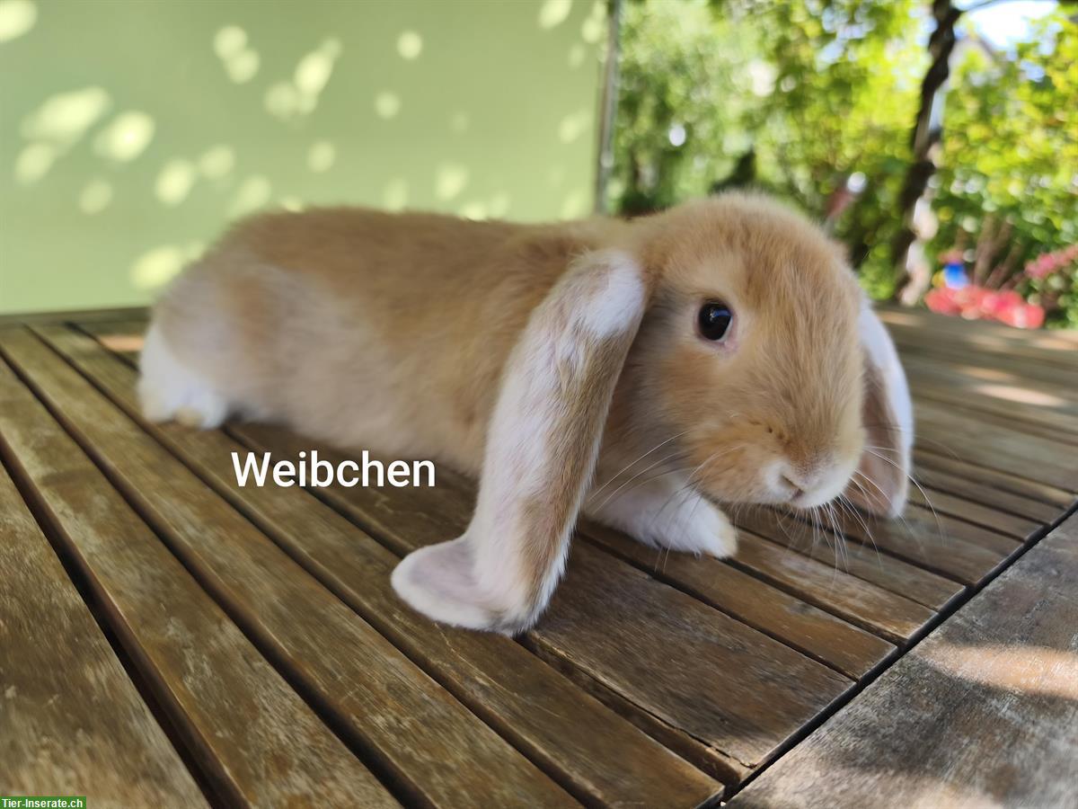 Bild 4: Deutsche Widder Kaninchen abzugeben