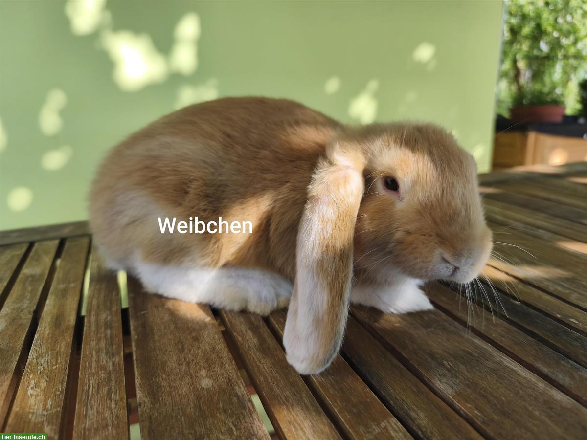 Bild 5: Deutsche Widder Kaninchen abzugeben