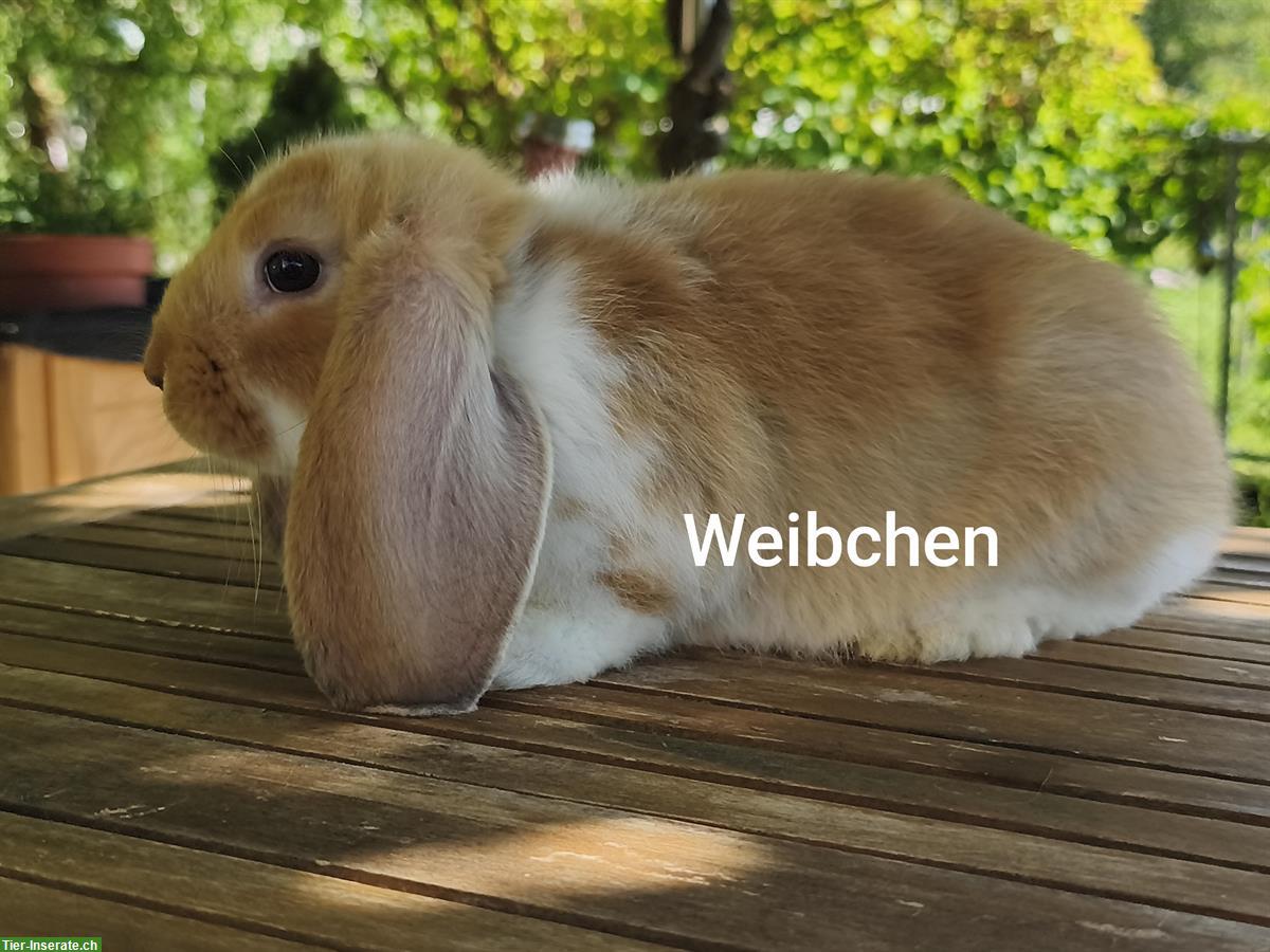 Bild 6: Deutsche Widder Kaninchen abzugeben