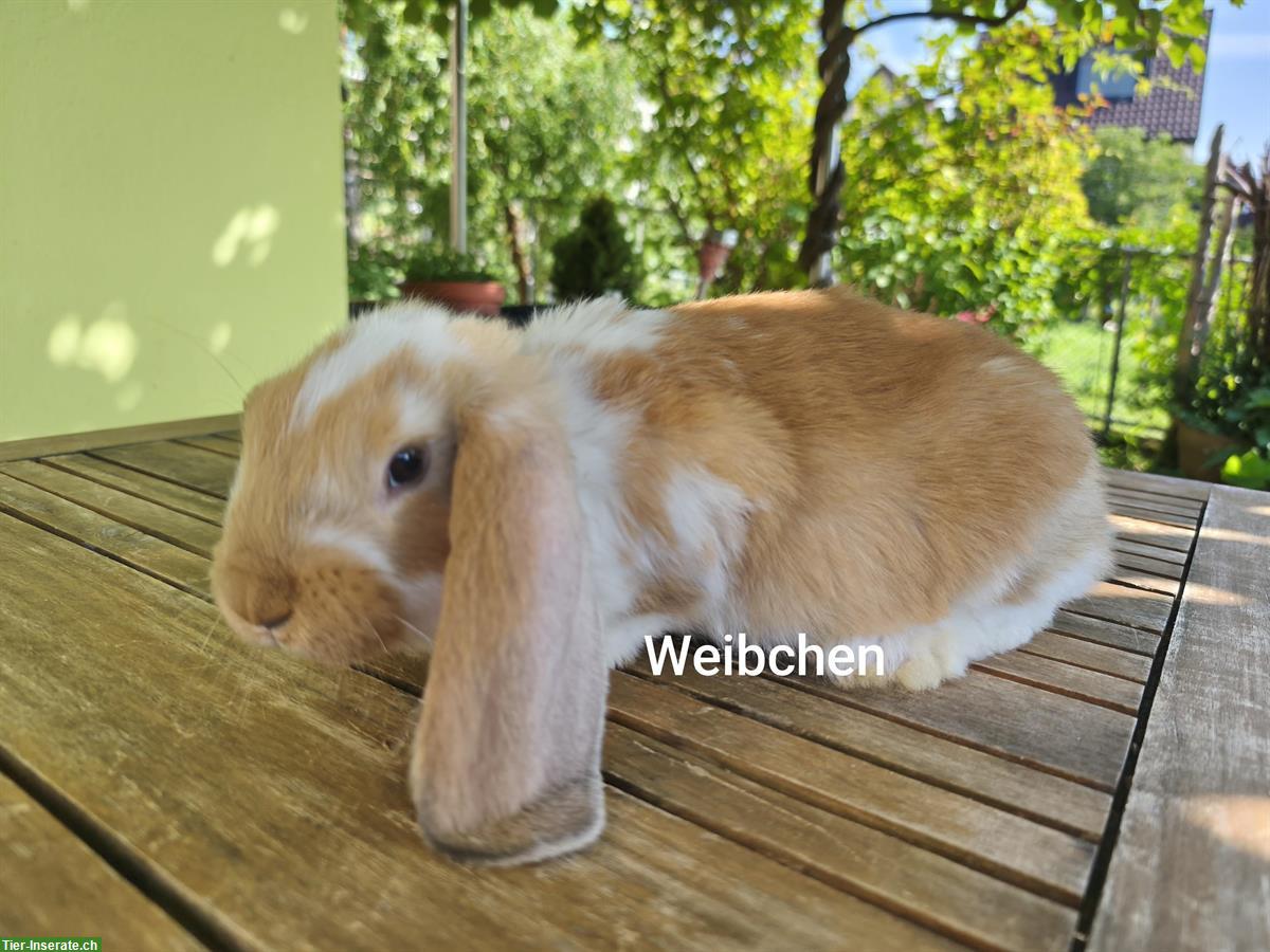 Bild 7: Deutsche Widder Kaninchen abzugeben