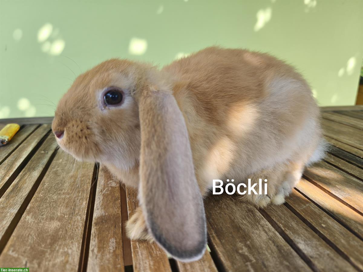 Bild 8: Deutsche Widder Kaninchen abzugeben