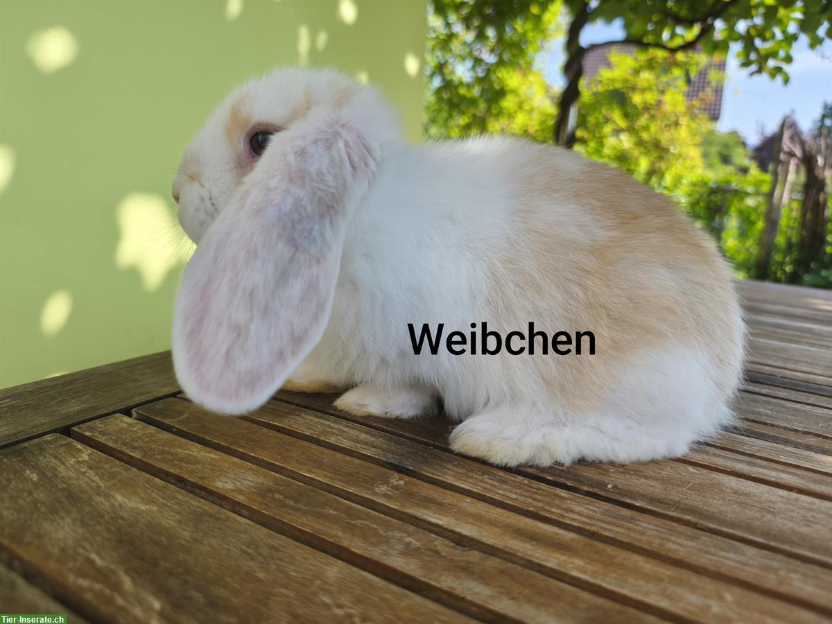 Bild 9: Deutsche Widder Kaninchen abzugeben