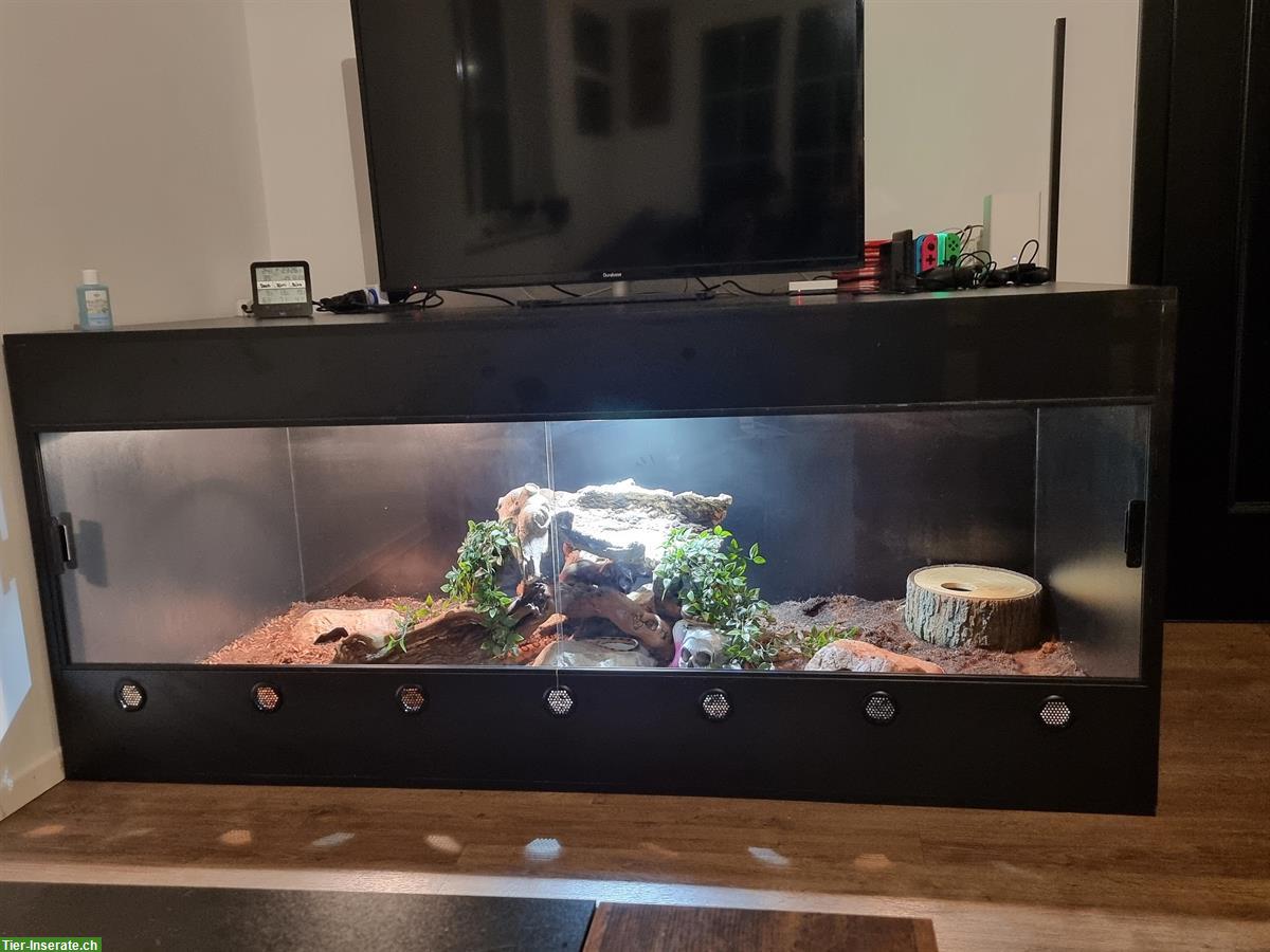 Bild 5: 2.0 Kornnattern mit Terrarium zu verkaufen