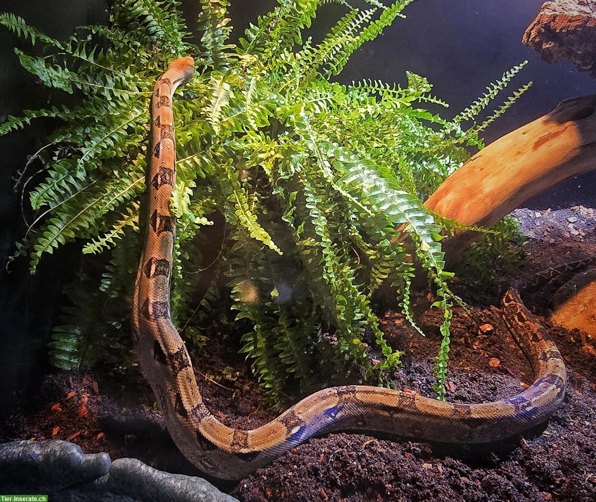 0.2 Firebally Boa, kleinbleibende Boa zu verkaufen