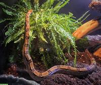 0.2 Firebally Boa, kleinbleibende Boa zu verkaufen