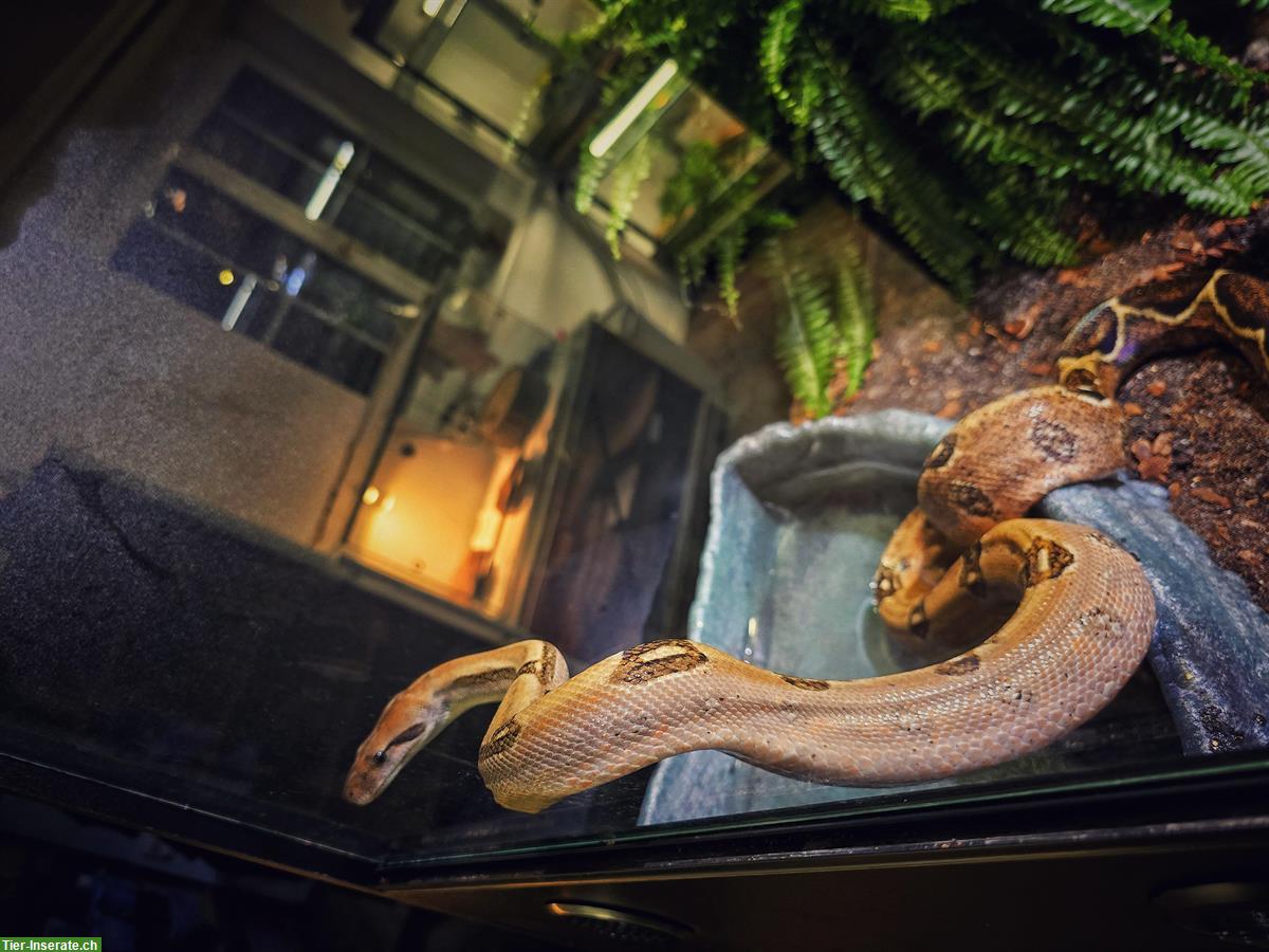 Bild 2: 0.2 Firebally Boa, kleinbleibende Boa zu verkaufen