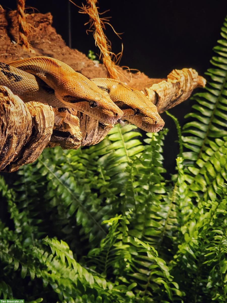 Bild 3: 0.2 Firebally Boa, kleinbleibende Boa zu verkaufen
