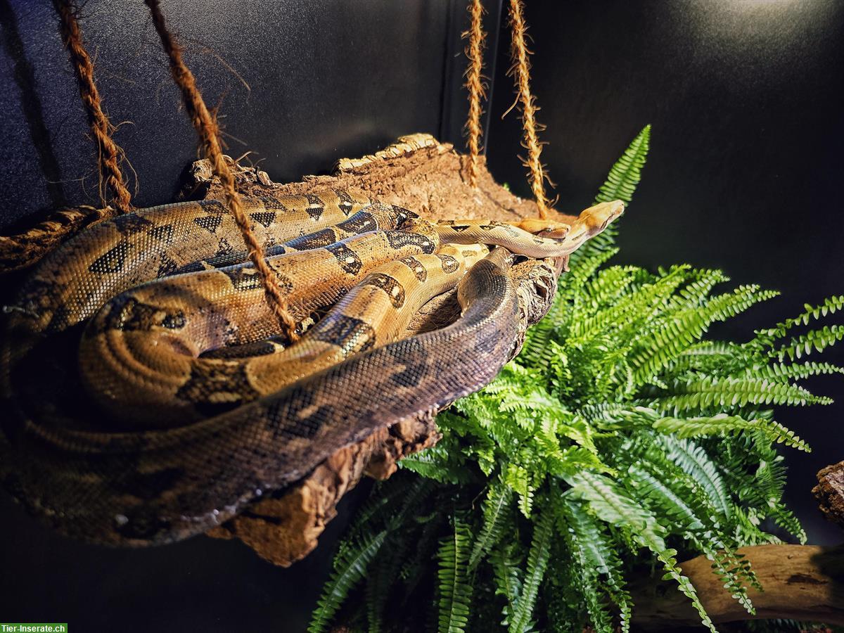 Bild 4: 0.2 Firebally Boa, kleinbleibende Boa zu verkaufen