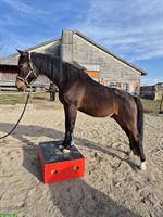 Deutsches Reitpony mit Herz & Verstand sucht neue Bezugsperson