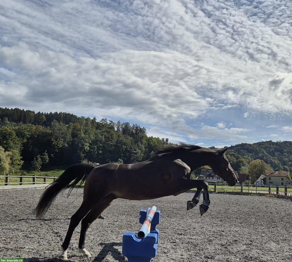 Bild 2: Deutsches Reitpony mit Herz & Verstand sucht neue Bezugsperson
