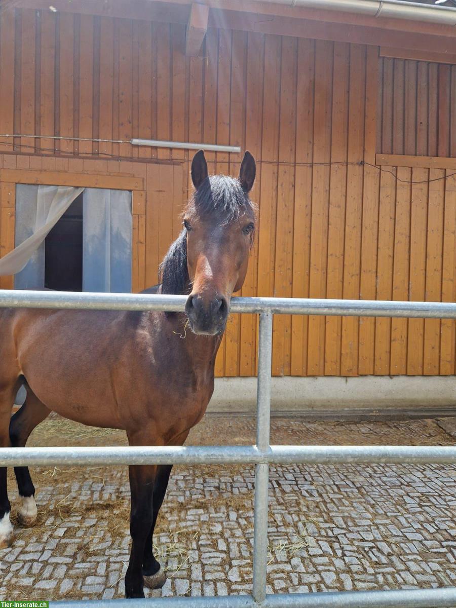 Bild 3: Deutsches Reitpony mit Herz & Verstand sucht neue Bezugsperson