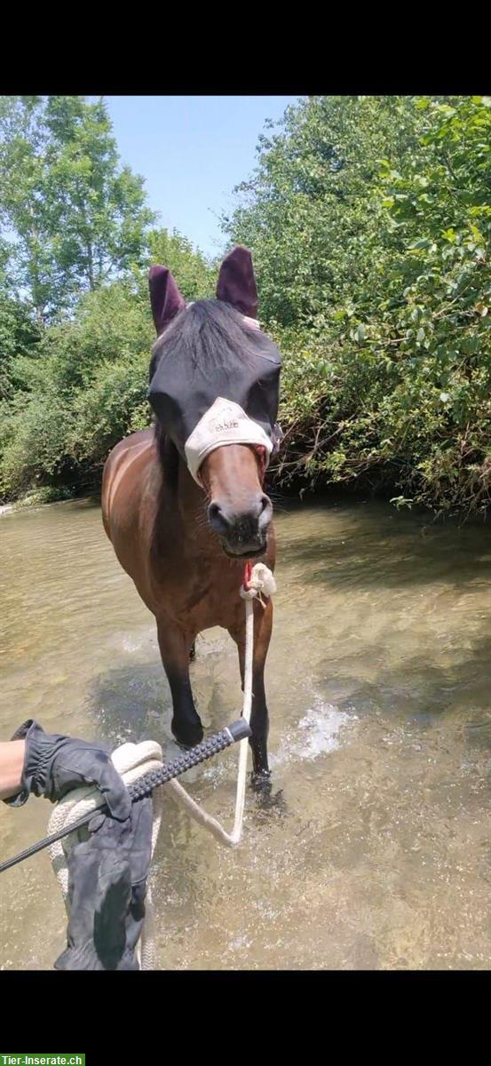 Bild 4: Deutsches Reitpony mit Herz & Verstand sucht neue Bezugsperson