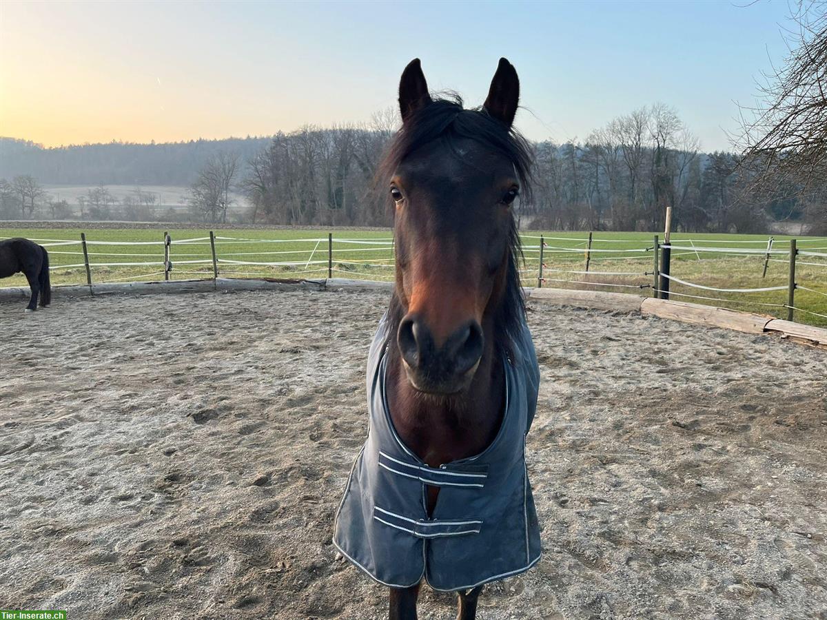 Bild 5: Deutsches Reitpony mit Herz & Verstand sucht neue Bezugsperson