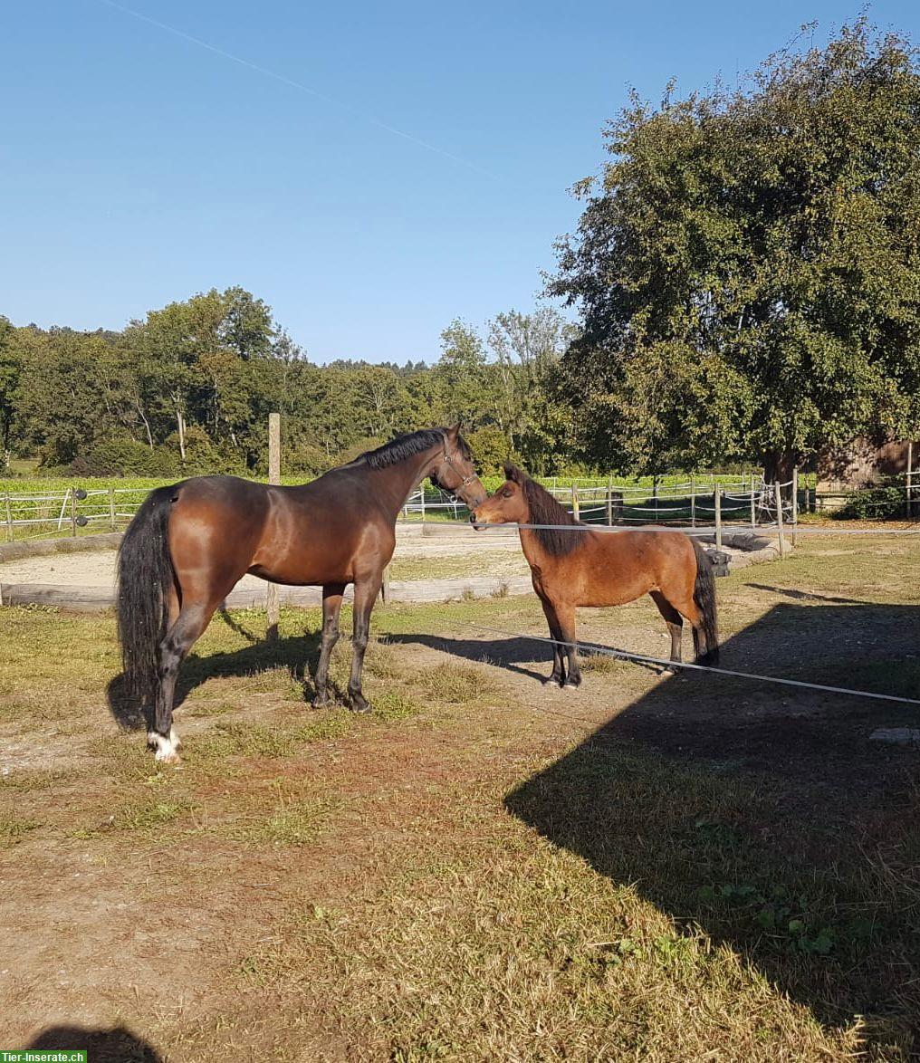 Bild 6: Deutsches Reitpony mit Herz & Verstand sucht neue Bezugsperson