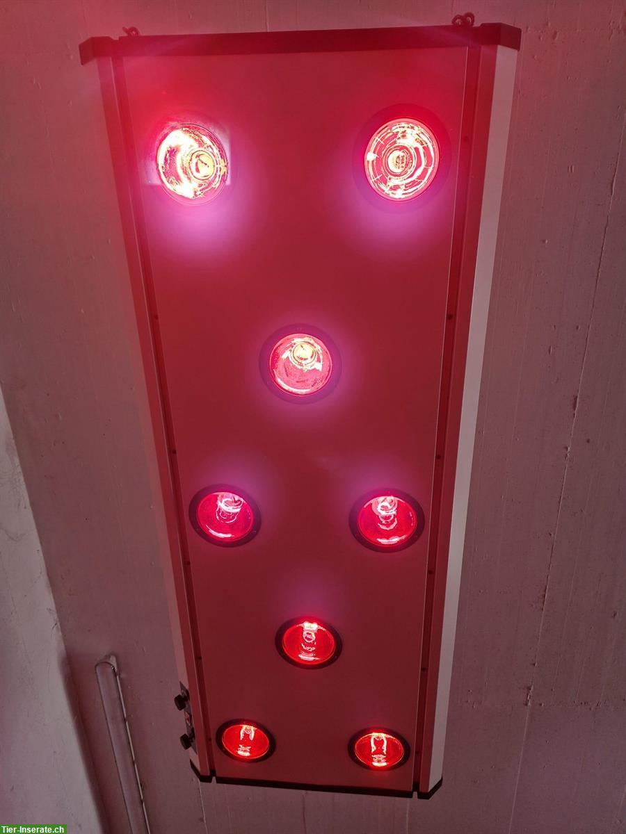 Bild 4: Pferdesolarium SUNDANCE Typ 800