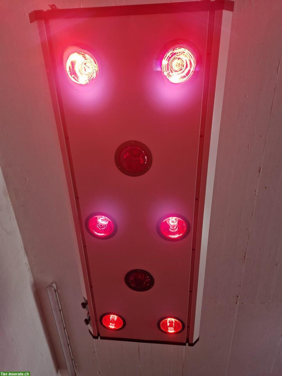 Bild 5: Pferdesolarium SUNDANCE Typ 800