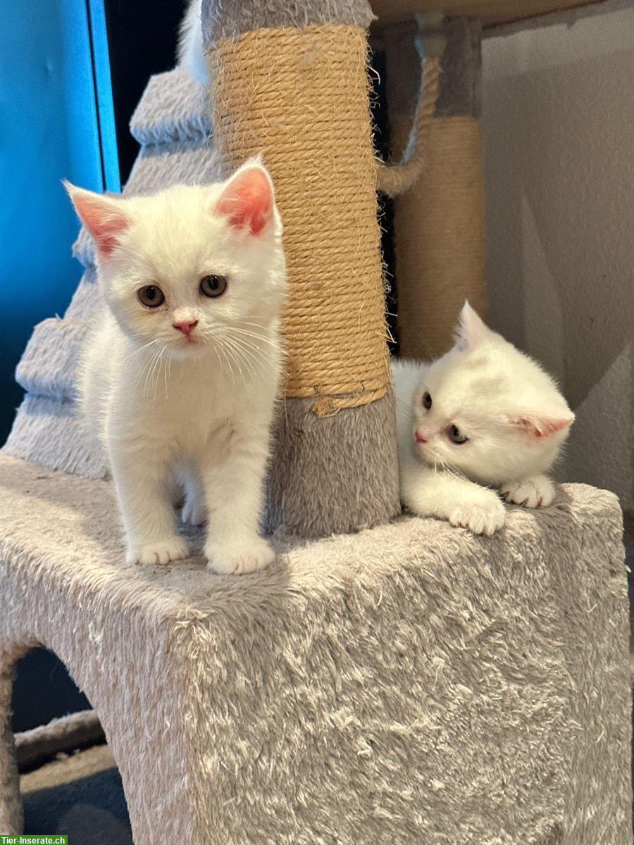 Reinrassige BKH Kitten, Männchen & Weibchen