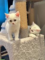 Reinrassige BKH Kitten, Männchen & Weibchen