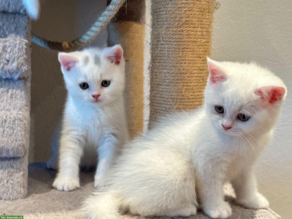Bild 2: Reinrassige BKH Kitten, Männchen & Weibchen