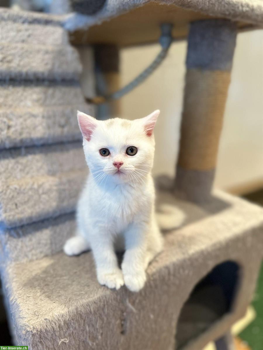 Bild 5: Reinrassige BKH Kitten, Männchen & Weibchen