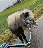 Suche Pflegebeteiligung Pony, Raum Münsingen & Umgebung