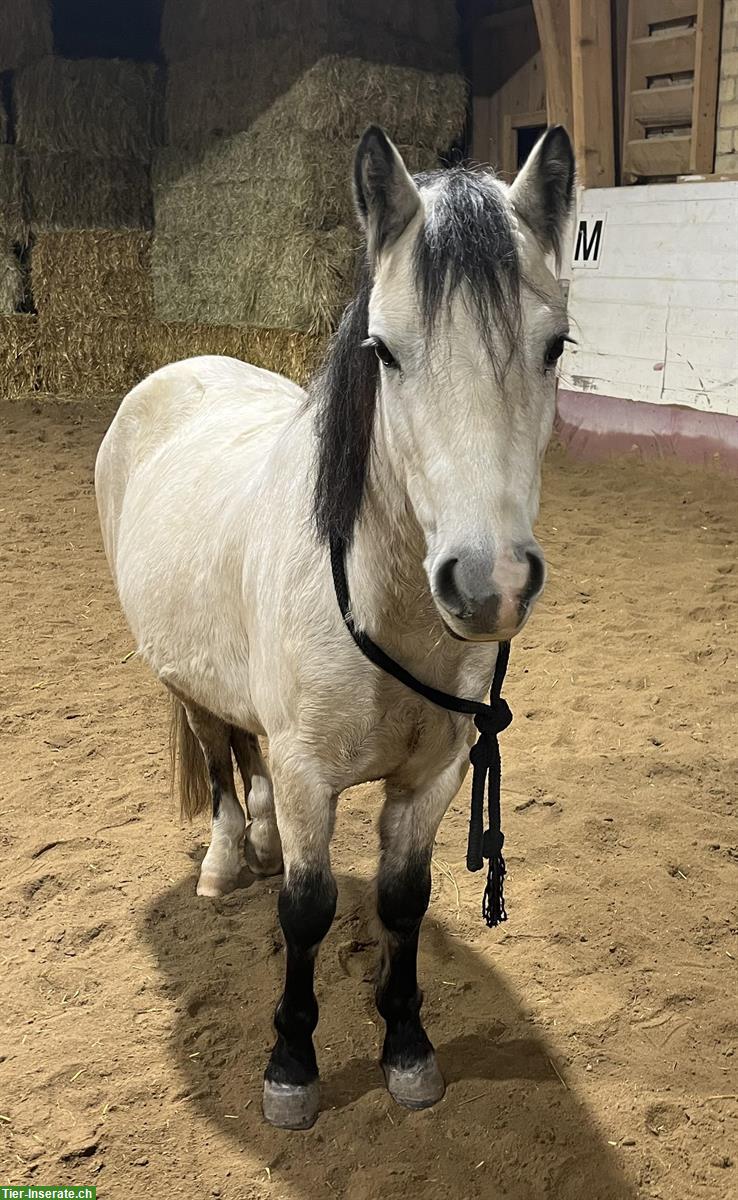 Bild 2: Suche Pflegebeteiligung Pony, Raum Münsingen & Umgebung