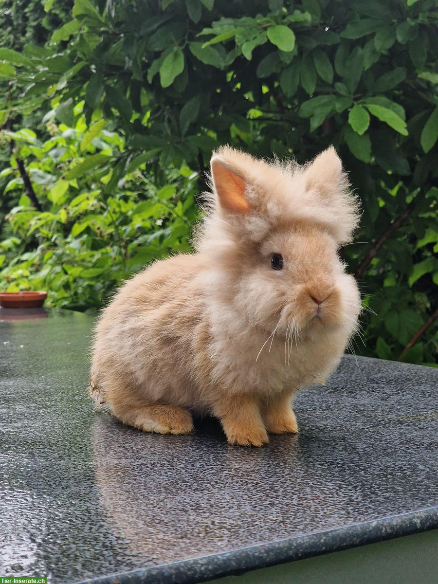 Junge Löwenkopf Zwergkaninchen