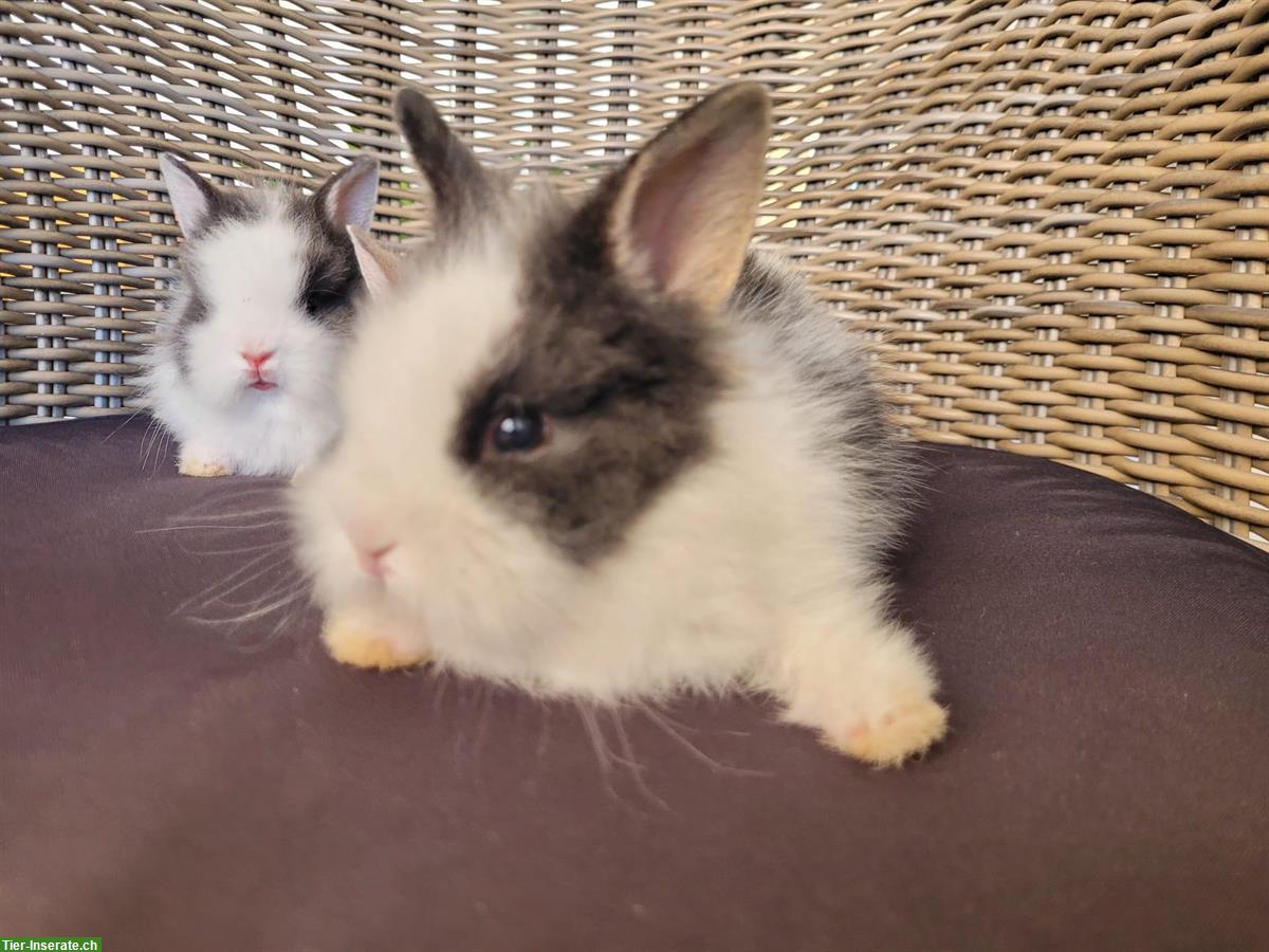 Bild 3: Junge, kleinbleibende Zwerghasen, Teddy x Farbenzwergli