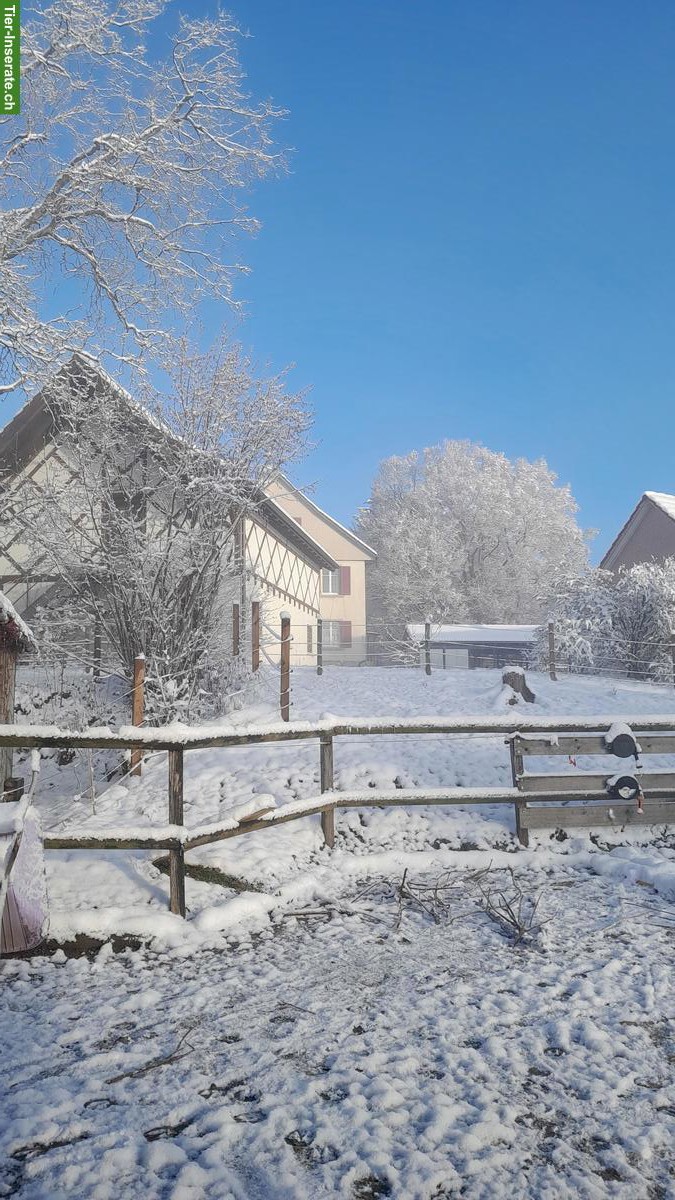 Bild 2: Offenstallplatz mit Paddocktrail für Ponys zu vermieten, Neuwilen TG