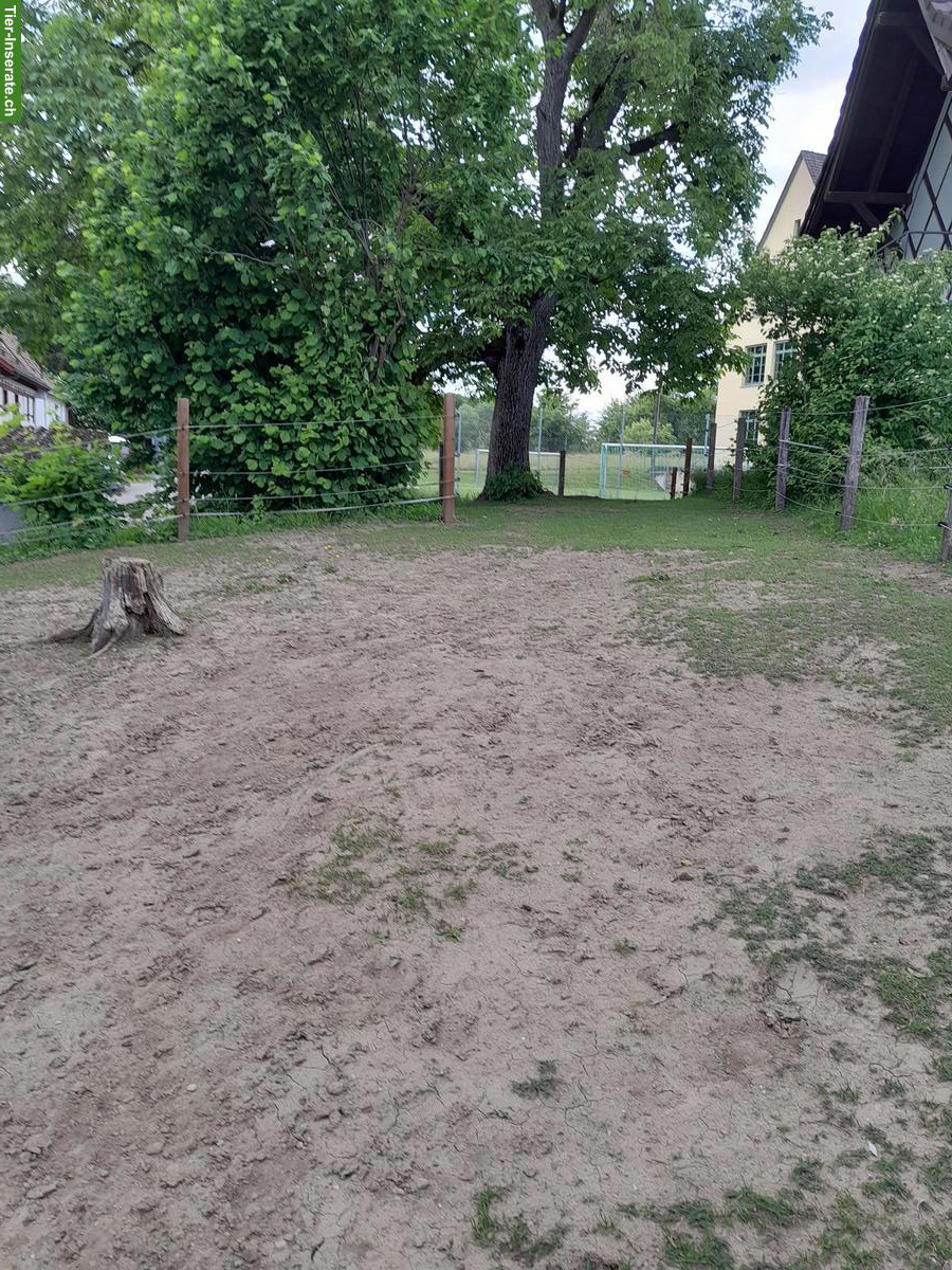 Bild 3: Offenstallplatz mit Paddocktrail für Ponys zu vermieten, Neuwilen TG