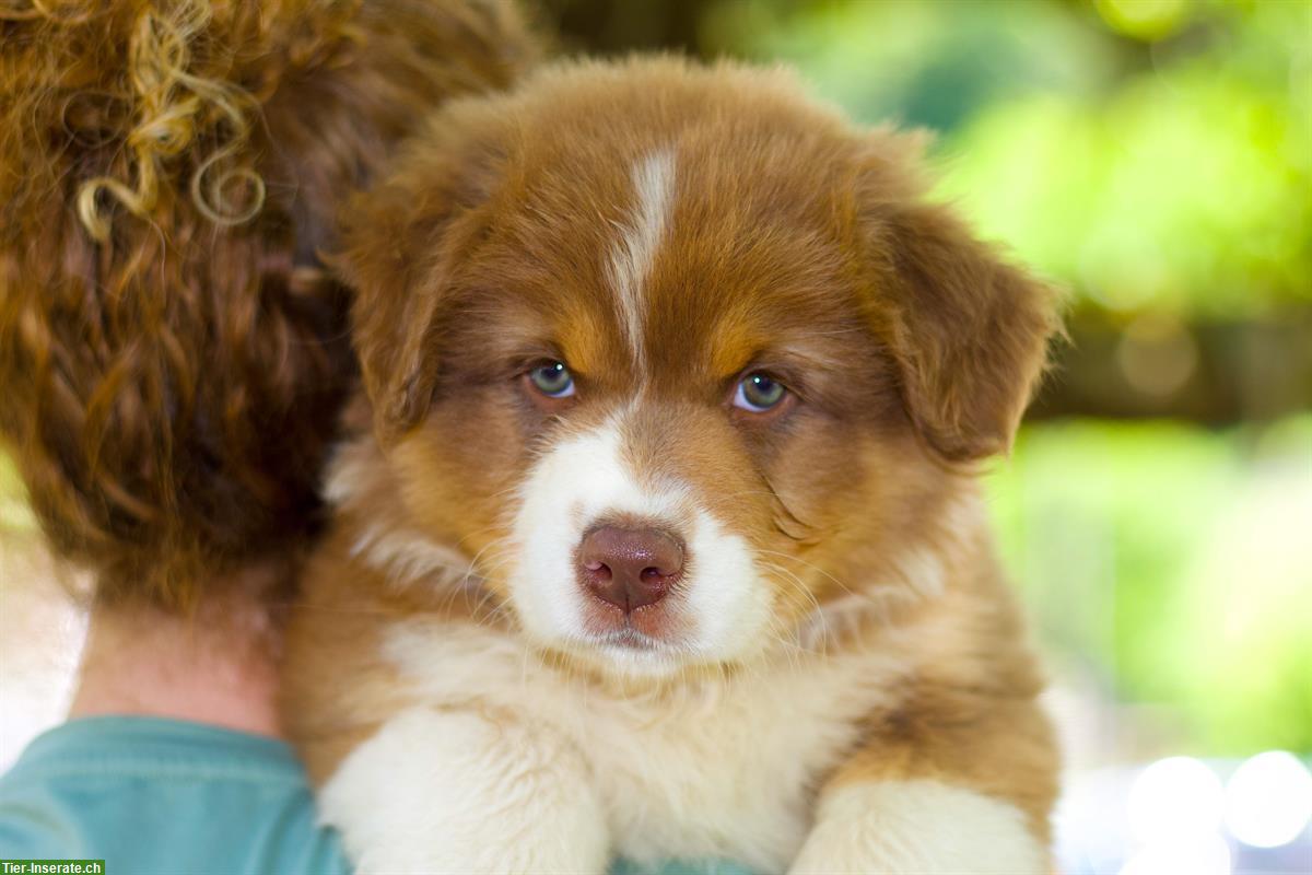 Australian Shepherd Welpen in red tri, black tri, blue merle