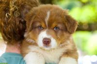 Australian Shepherd Welpen in red tri, black tri, blue merle