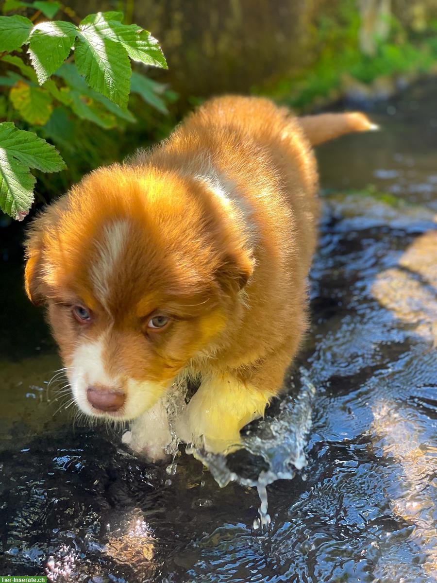 Bild 3: Australian Shepherd Welpen in red tri, black tri, blue merle