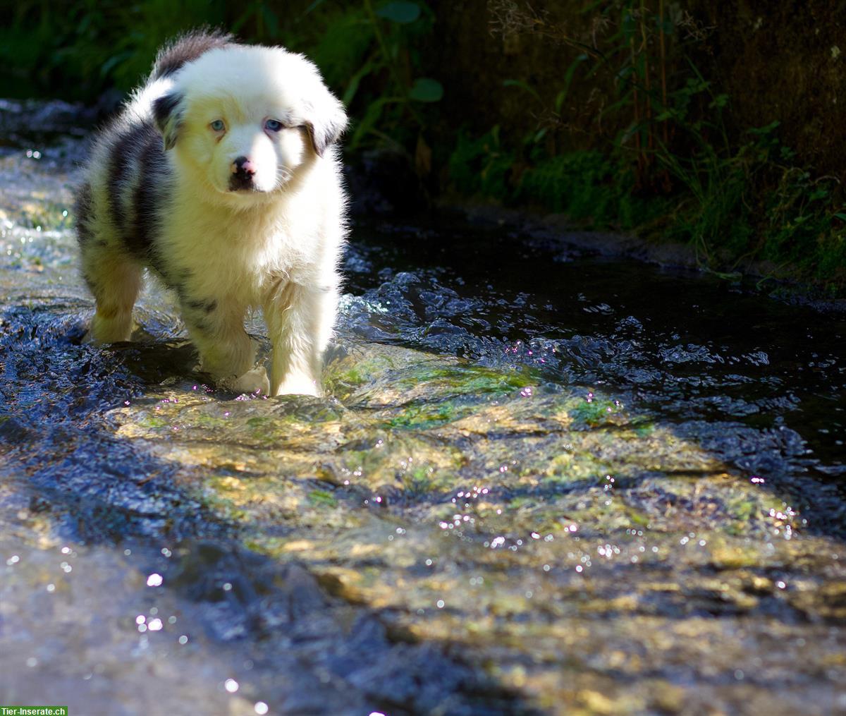 Bild 4: Australian Shepherd Welpen in red tri, black tri, blue merle