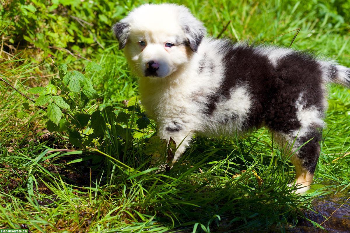 Bild 5: Australian Shepherd Welpen in red tri, black tri, blue merle