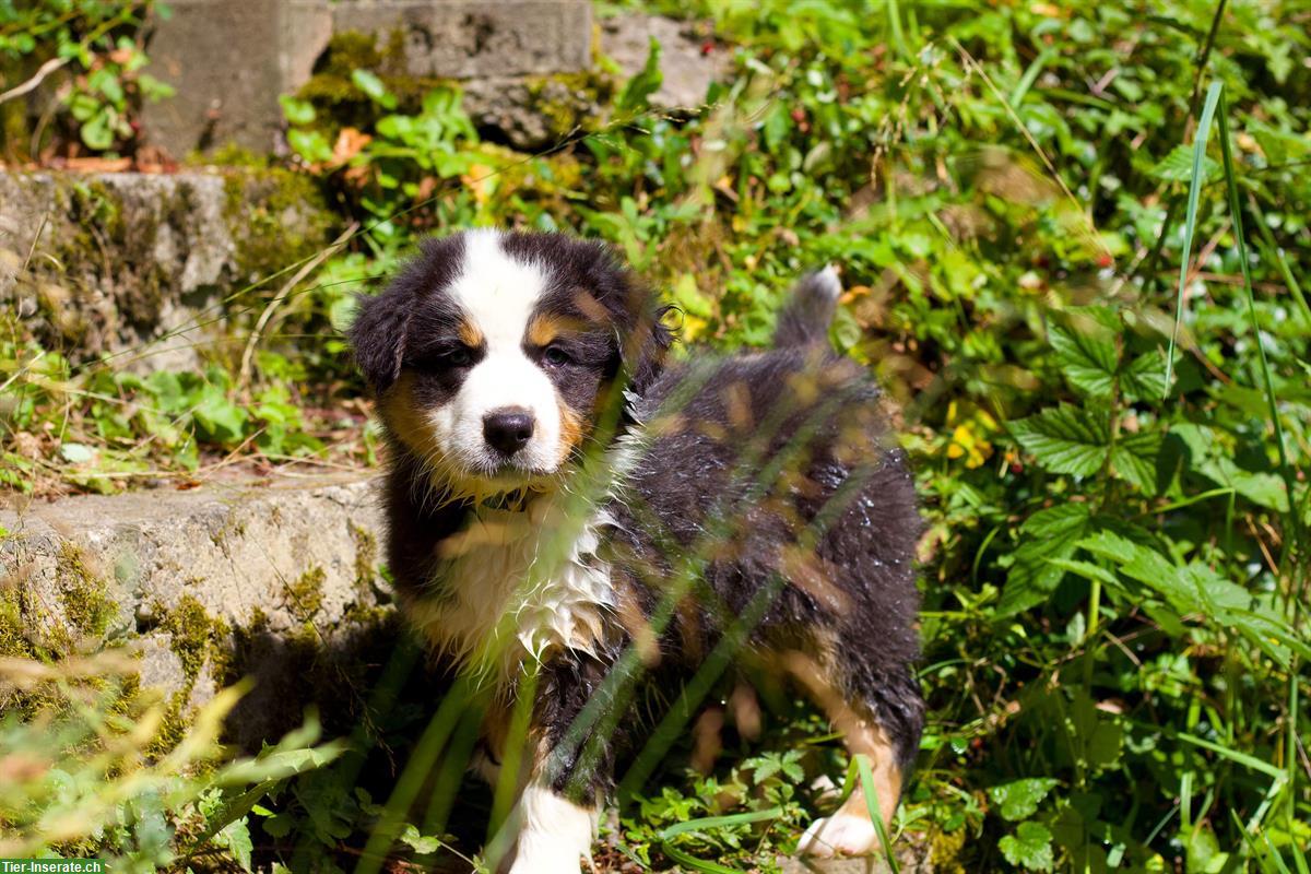 Bild 6: Australian Shepherd Welpen in red tri, black tri, blue merle