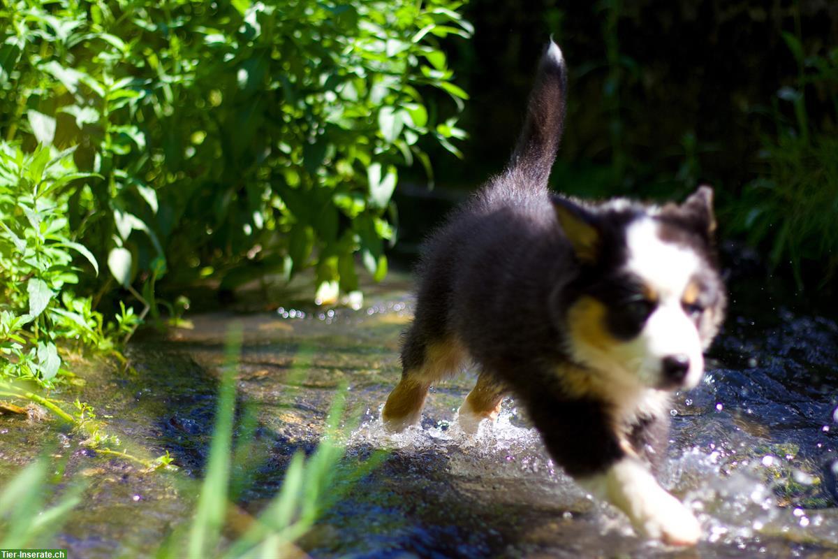 Bild 7: Australian Shepherd Welpen in red tri, black tri, blue merle