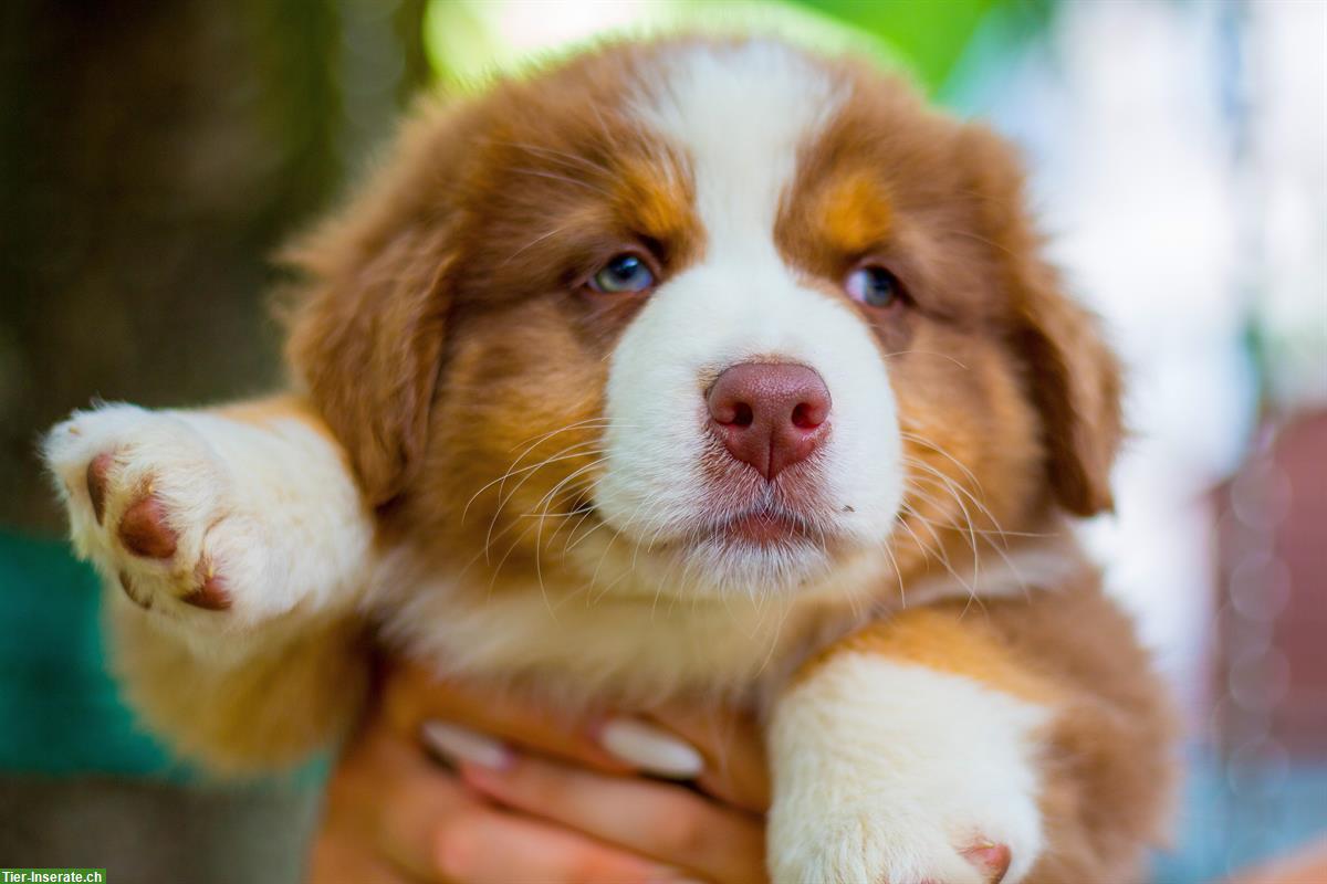 Bild 8: Australian Shepherd Welpen in red tri, black tri, blue merle